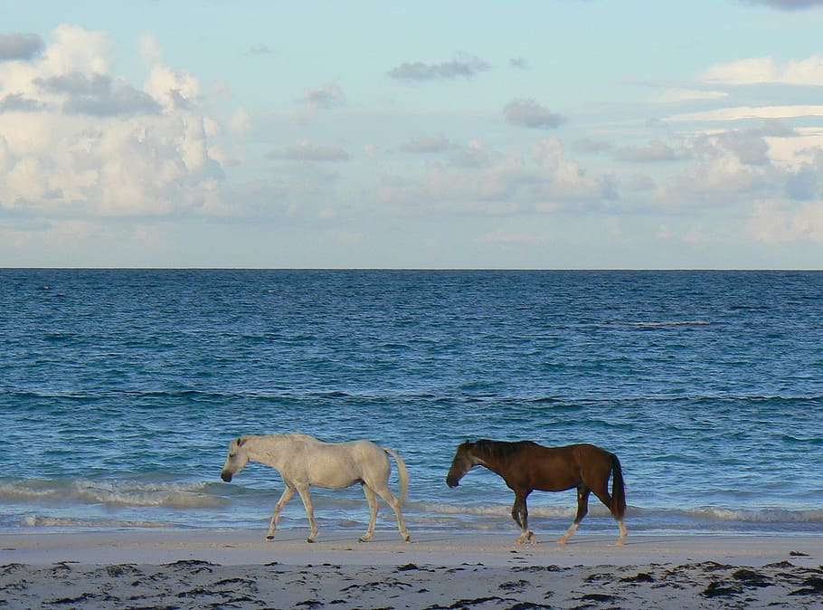 Assateague Island, Maryland